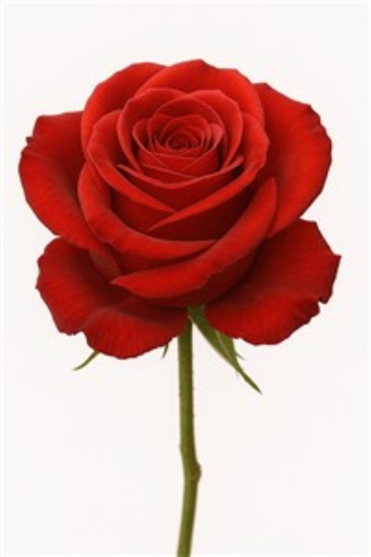 Elegant Rød Rose - Naturlig Skønhed i Ramme - Opdag den tidløse skønhed af en enkelt rød rose, hvis velplejede kronblade i elegant ramme bringer liv og varme til dit hjem. Denne blomsterillustration er perfekt til at tilføje et strejf af romantik og naturlig charme til ethvert rum.
